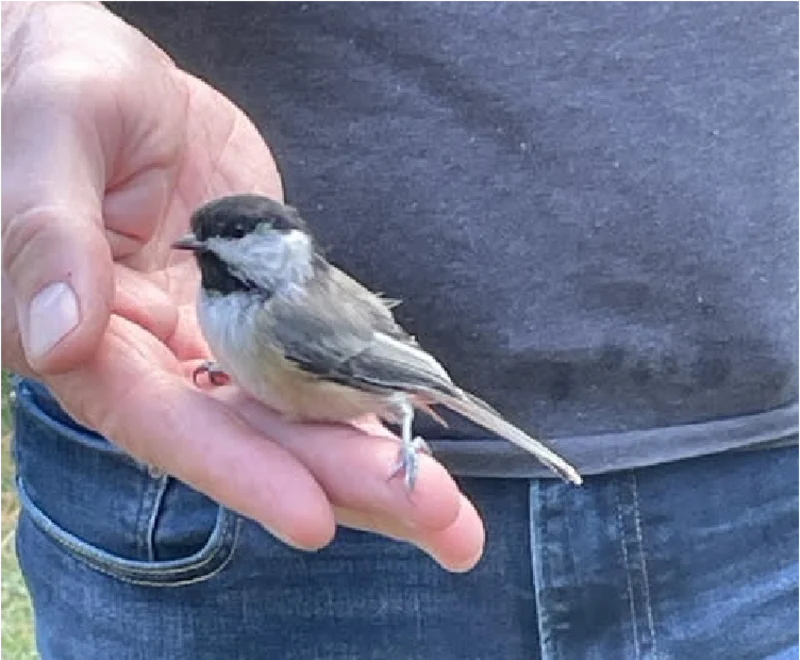 Chris's photo of a chickadee perched on his hand